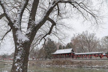 冬天树枝公园雪景