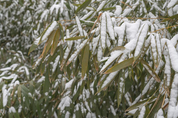 竹子雪景