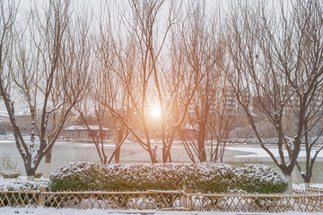树林树枝雪景