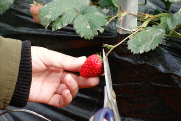 草莓大棚