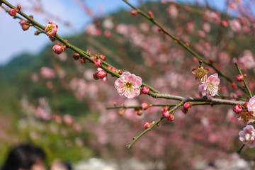 梅花