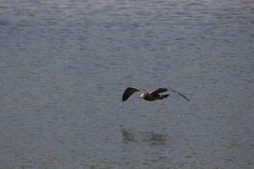 海鸥黑尾鸥海洋动物嬉戏觅食飞翔