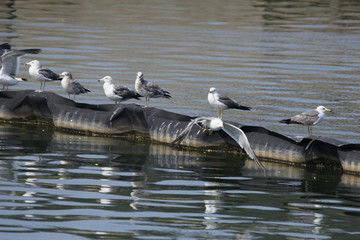 海鸥黑尾鸥海域海洋动物海鸟岛