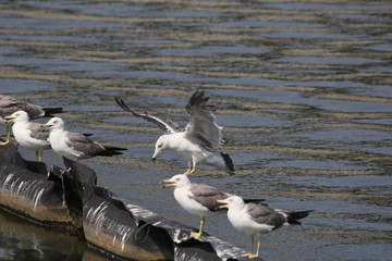 海鸥黑尾鸥海域海洋动物海鸟岛