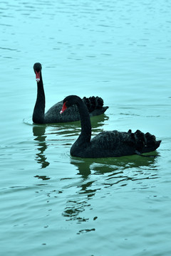 两只黑天鹅浮在水面上
