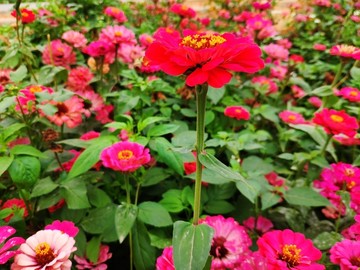 红鲜花