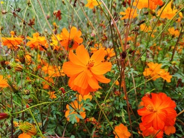 花卉