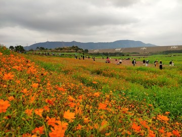 鲜花基地