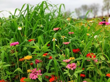 花草丛生