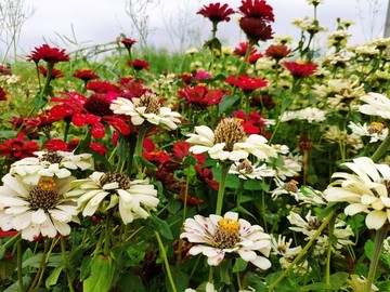 白色鲜花