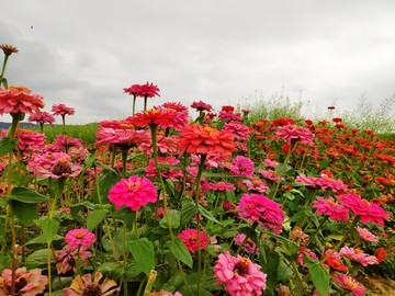 花海