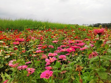 花卉种植