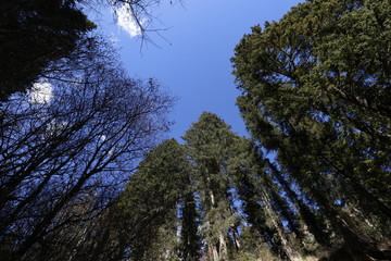 九寨沟系列之森林的中午