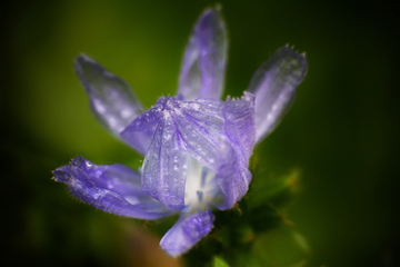 紫花