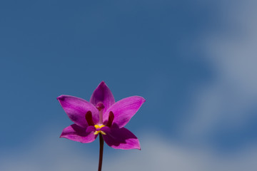 紫色兰花蓝天背景