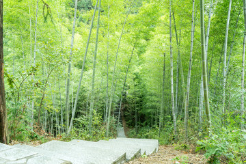 竹子竹林竹海