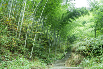 竹林小路