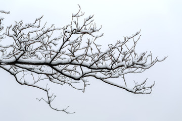 雪淞