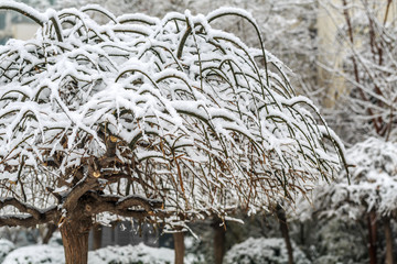 雪淞