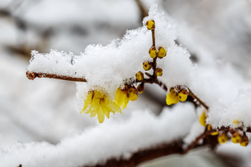 冰雪腊梅