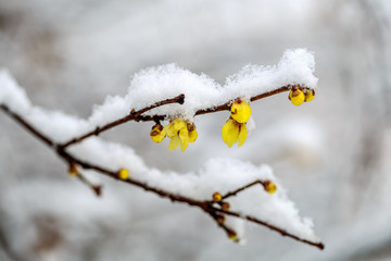 冰雪腊梅