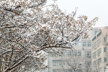 雪淞