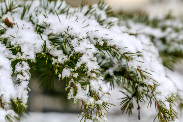 松针雪景