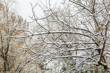 雪淞