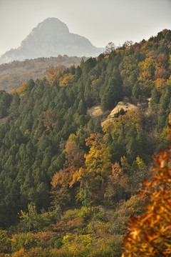 秋色山林