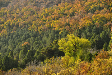 秋色山林