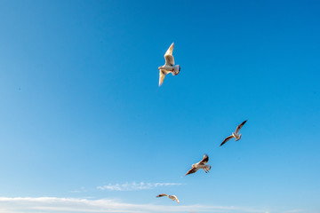 滇池上空飞翔的海鸥