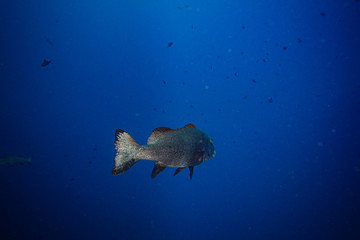 深海鱼