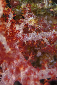 珊瑚蟹
