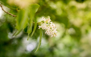 夏天绿植糯米条植物