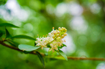 糯米条绿植夏天