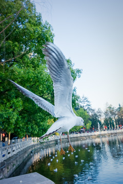 翠湖公园红嘴鸥