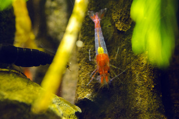 红琉璃虾