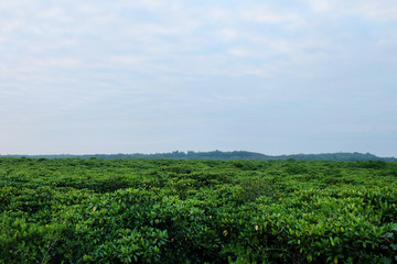 红树林