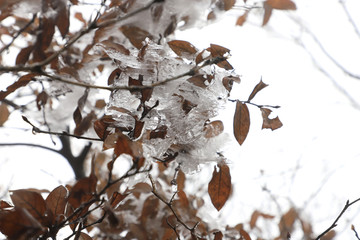 树上的冰雪