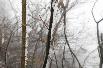 树枝上的冰雪