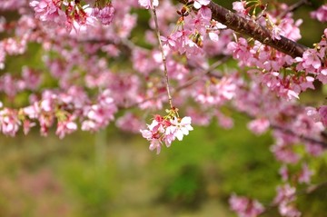 新丰樱花峪