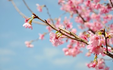 新丰樱花峪