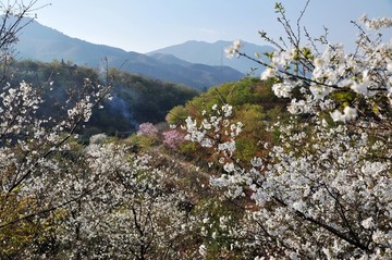 新丰樱花峪