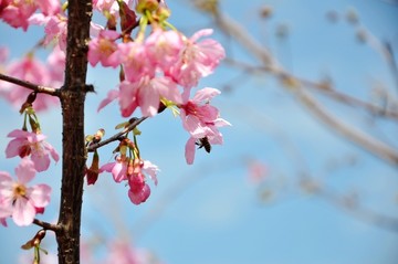 新丰樱花峪