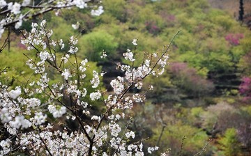 新丰樱花峪