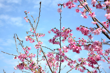 新丰樱花峪