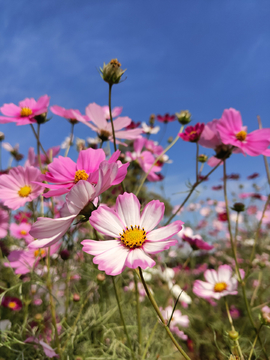 格桑花