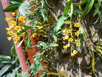 鼓槌石斛的黄色花朵