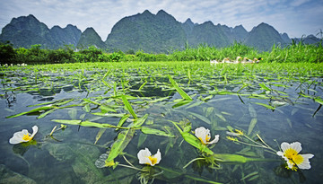 海菜花