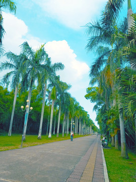 椰林道路